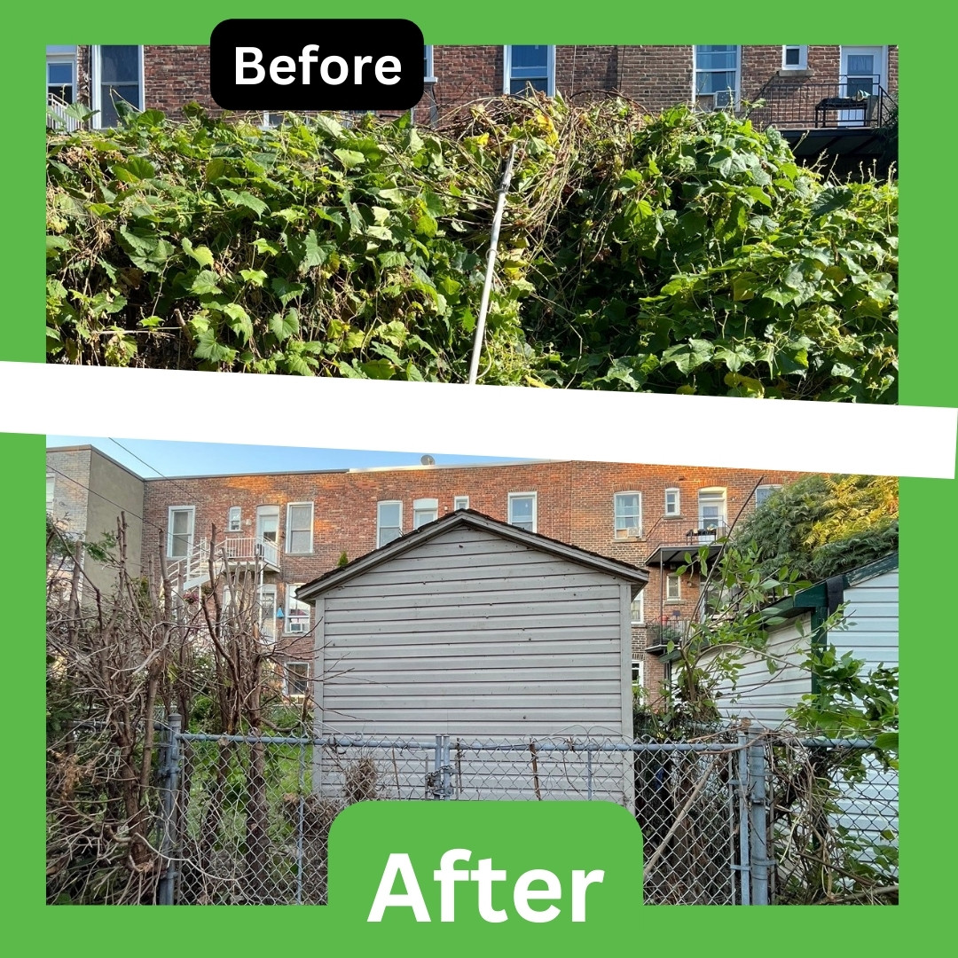 Backyard shed before and after cleanup with overgrown vegetation removed and fence cleared.
